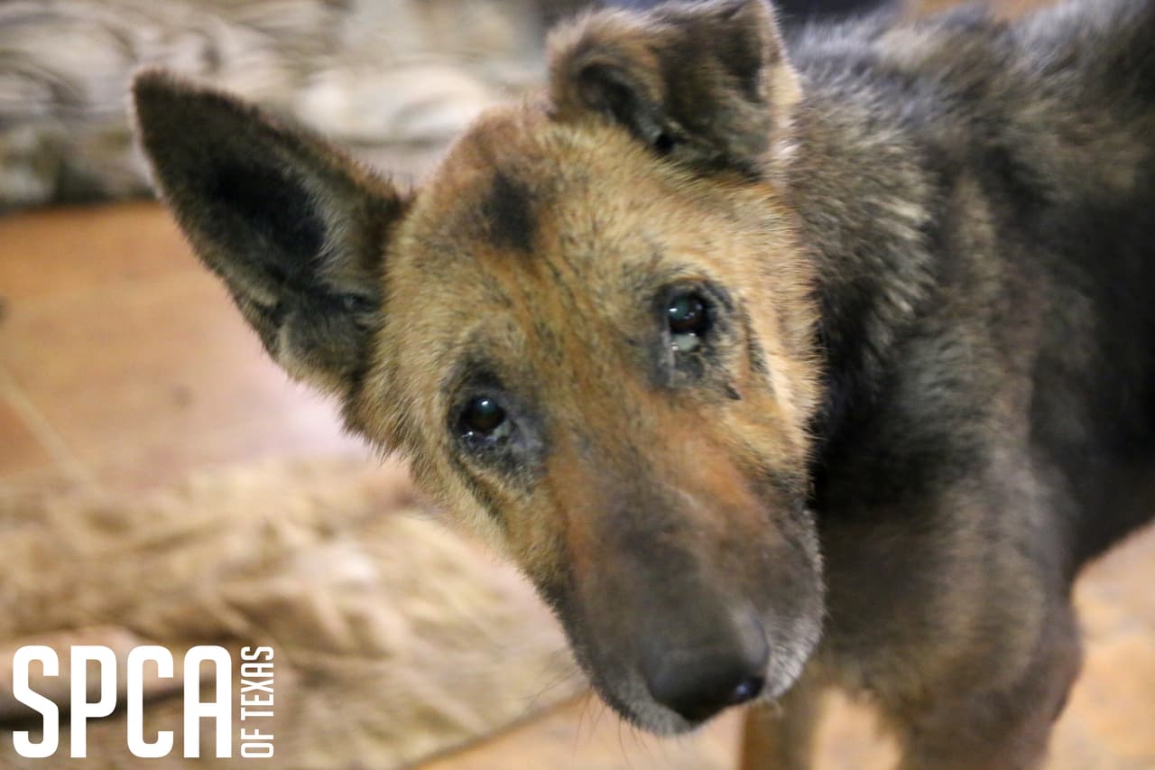 Doce animales --un perro y 11 cachorros-- fueron hallados sin vida en el congelador de la cocina del inmueble. Estaban envueltos en plástico.