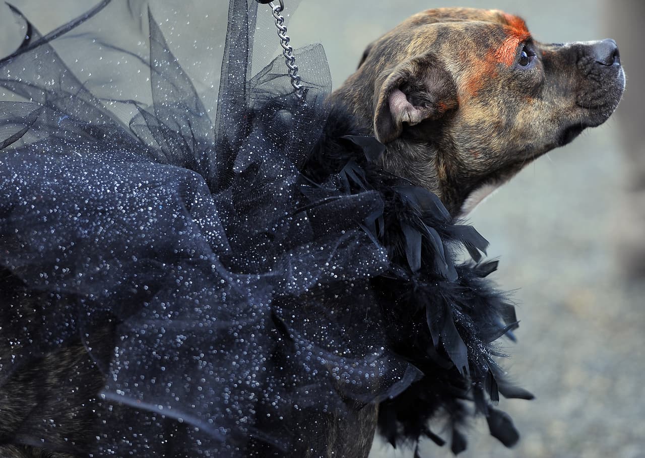 <b>El cisne negro</b>
<br>Inspirado en el clásico del ballet 'El lago de los cisnes' o en el personaje interpretado por Natalie Portman en la película 'Black Swan' este disfraz no puede ser más ideal para la temporada.