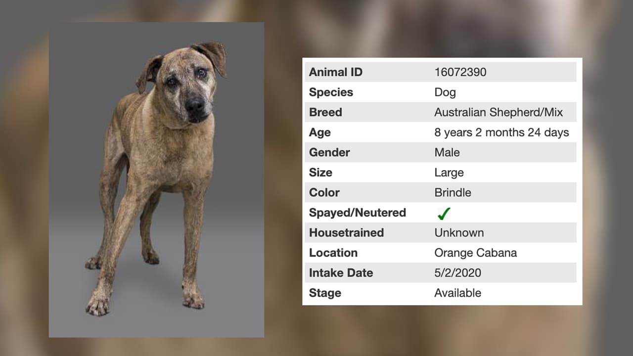 Bear es perro grande de 8 años y está en busca de un hogar.