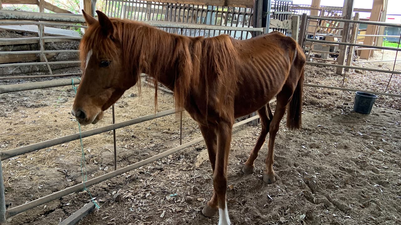Los caballos mostraron signos de haber estado viviendo en condiciones deplorables.