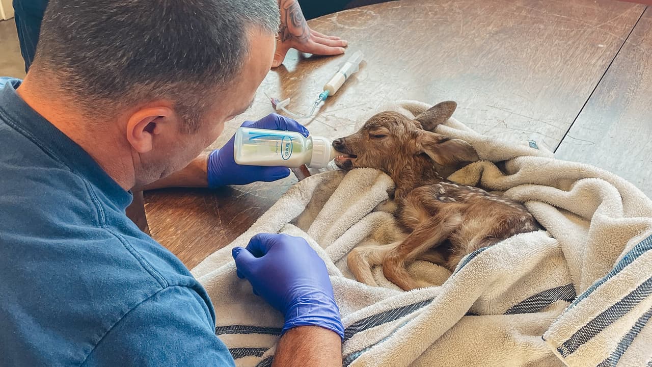 Bomberos de San José rescatan a cervatillo extraviado