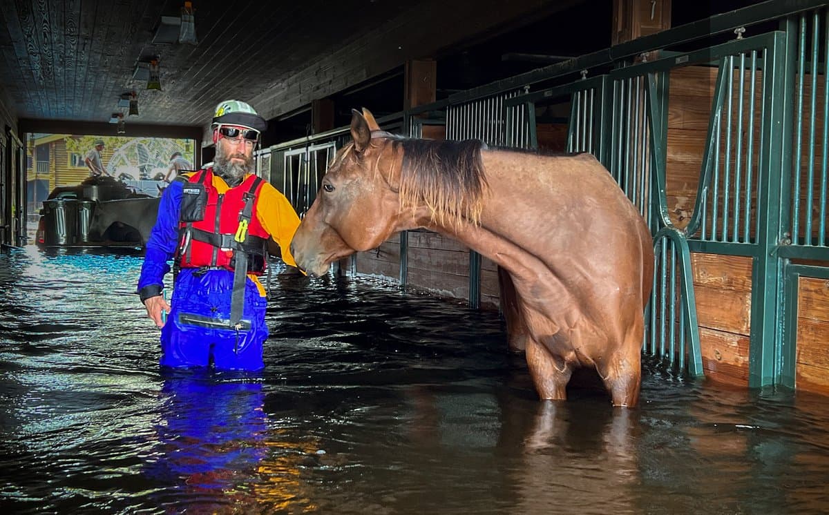 Desde que el fenómeno natural llegó a Florida, American Humane viajó a las áreas afectadas para proteger a estos animales indefensos.