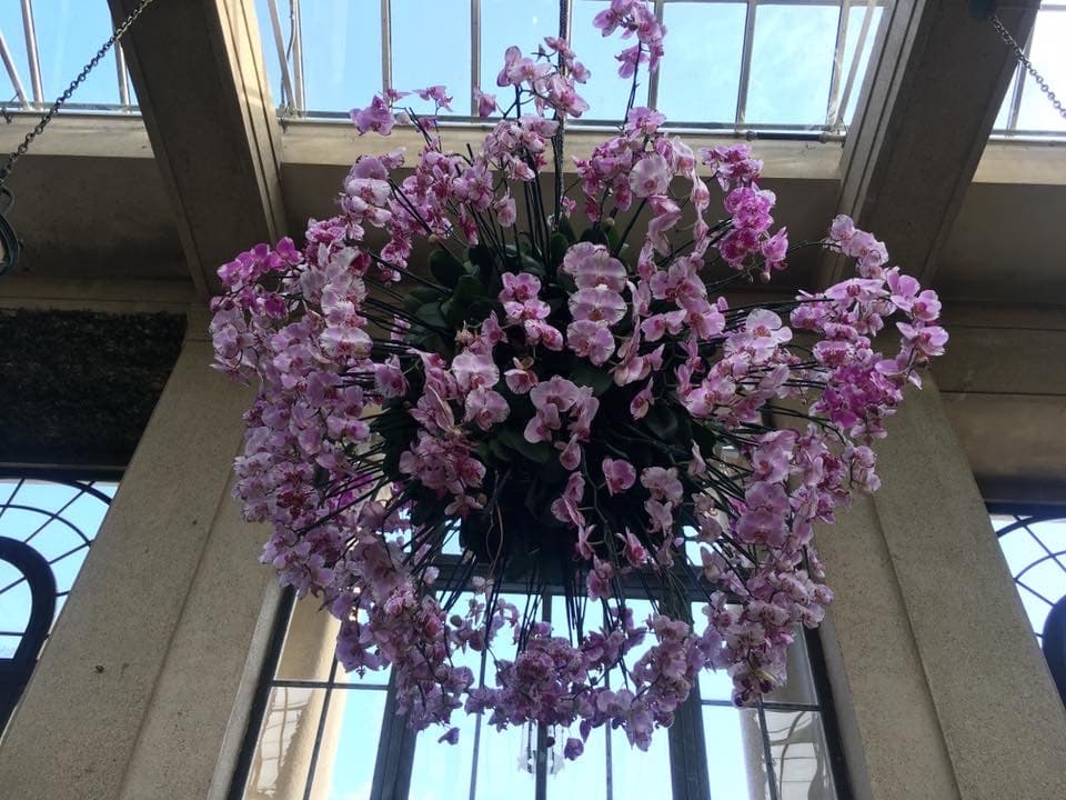 Los tubérculos subterráneos de las orquídeas terrestres [principalmente Orchis mascula (orquídea púrpura temprana)] se muelen en polvo y se usan para cocinar, como en la venta de bebidas calientes o en la turca congelada 
<i>dondurma</i>.