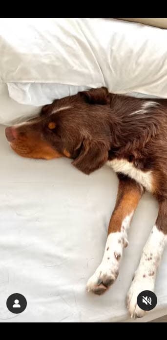 Sin embargo, ella muere de ganas de poder regresar con 'Amor' a Miami y darle el hogar debido. 
<br>