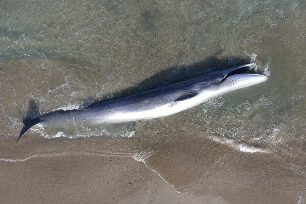 La ballena tenía bultos que llevan a los expertos a sospechar que sufrió una infección parasitaria.