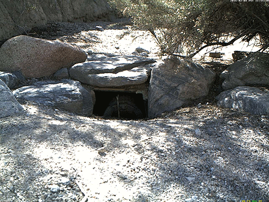 La tortuga Mojave Maxine emerge de su madriguera