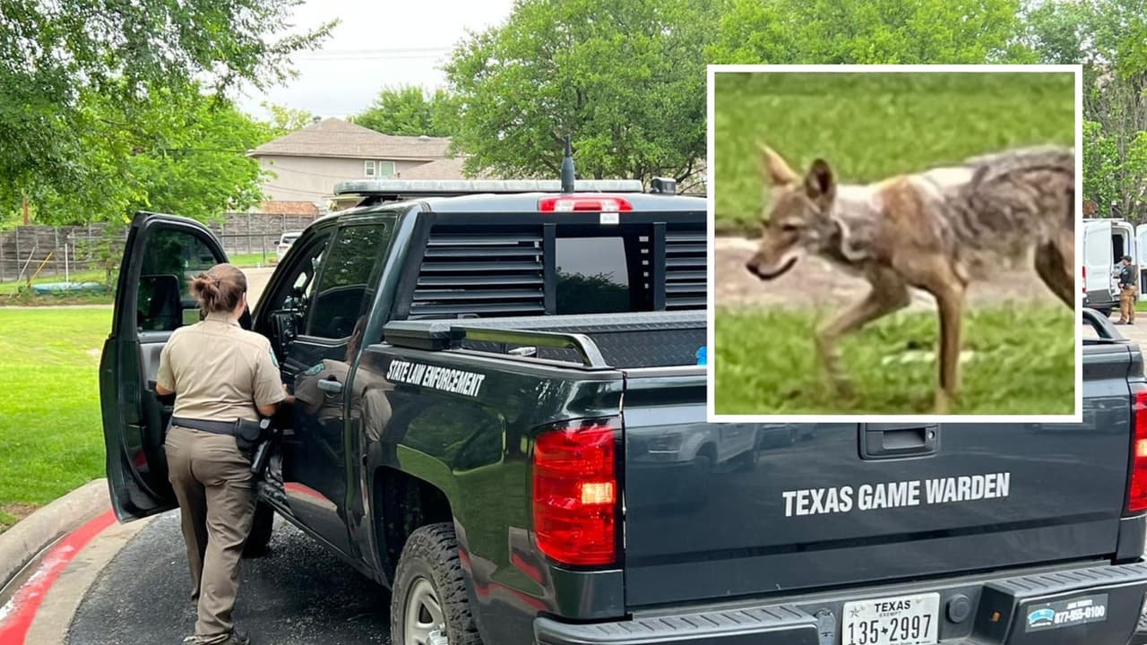 Un niño de 2 años está grave tras ser atacado por un coyote en Dallas
