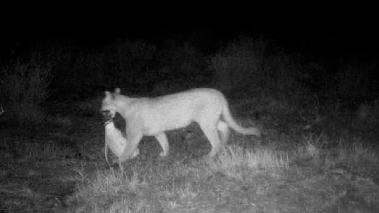 Los pumas en la Patagonia han hecho de los pingüinos de Magallanes su presa perfecta