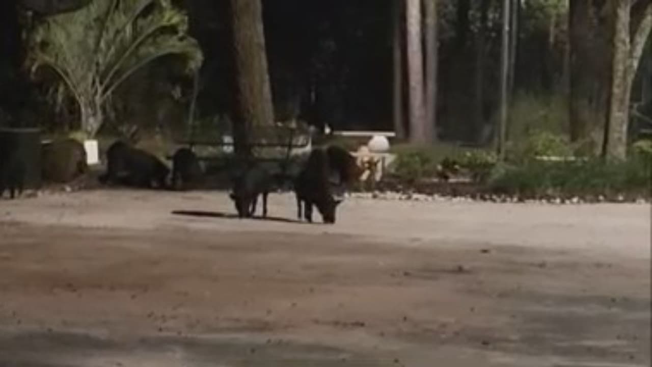 Jabalíes invaden vecindario, causan caos y representan un peligro para los niños del área