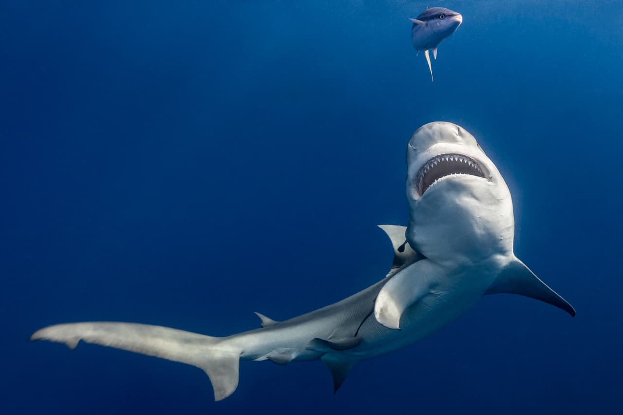 <b>Un tiburón toro acechando a su presa en las aguas de Florida</b>. La imagen fue finalista en la selección del público del premio Ocean Photography Awards.
<br>