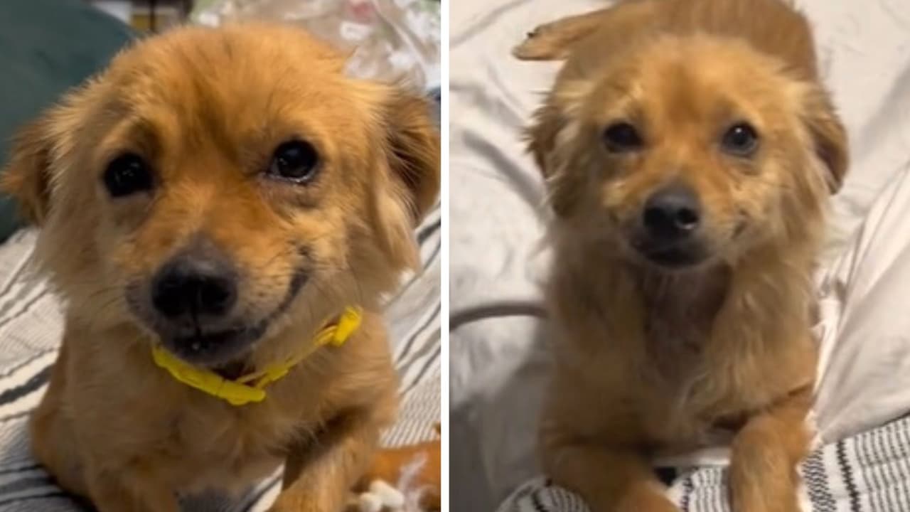 Perrita se hace viral por tener la sonrisa más tierna de TikTok: se ve feliz tras ser rescatada
