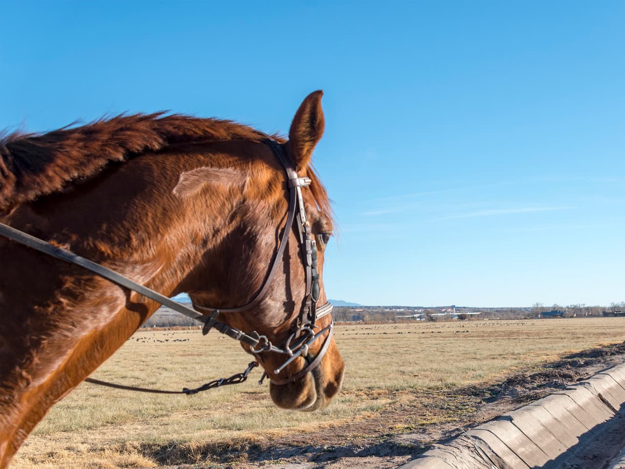 Un hermoso ejemplar marrón es cabalgado en el Valle de Oro, refugio ambiental; se teme que estos espacios protegidos sean afectados por las obras propuestas para levantar un muro fronterizo que separe EEUU de México.
