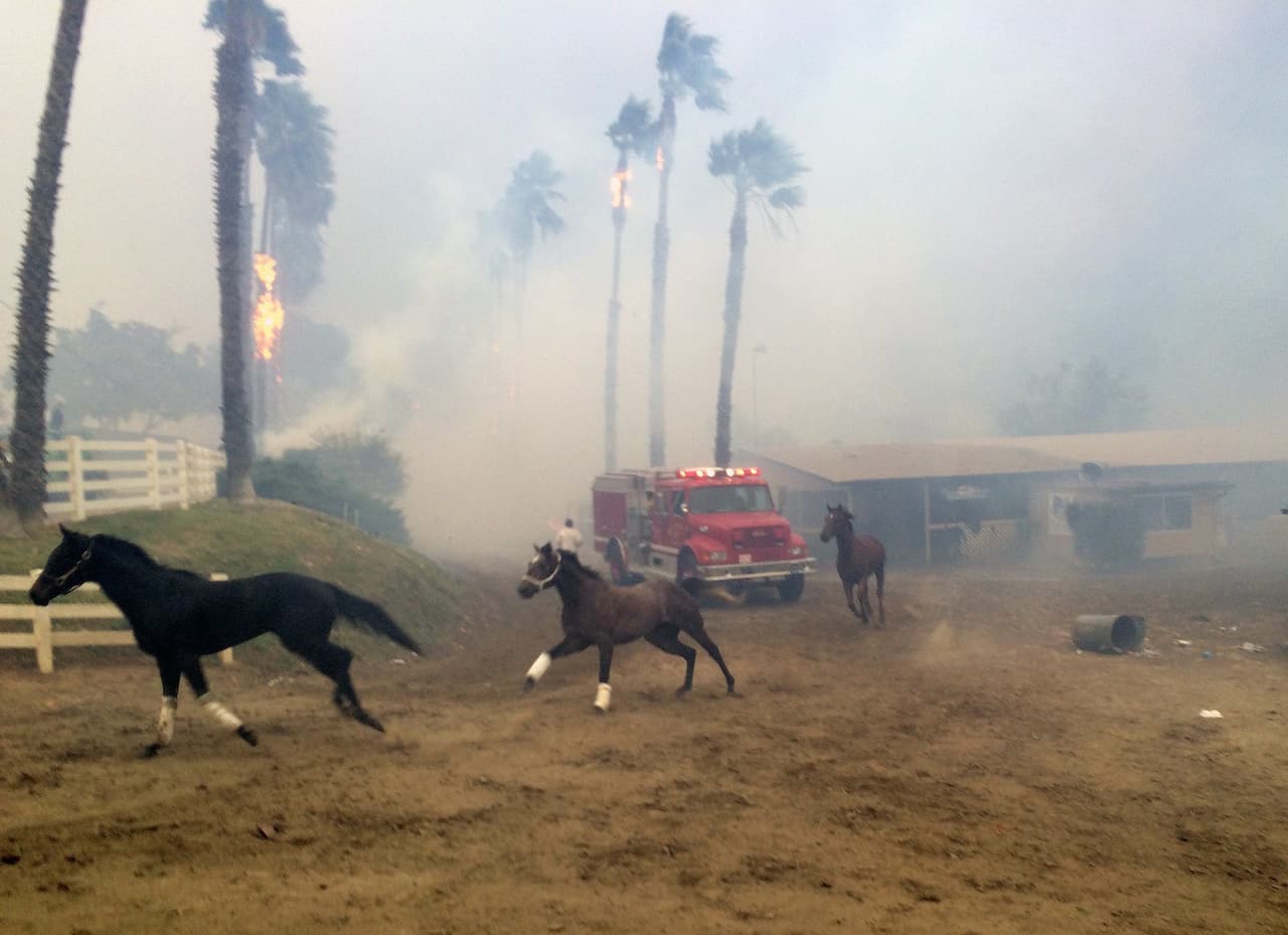 Caballos huían asustados de las llamas del fuego Lilac en San Diego, que alcanzaron un centro de entrenamiento equino y dejaron al menos dos docenas de ellos fallecidos.