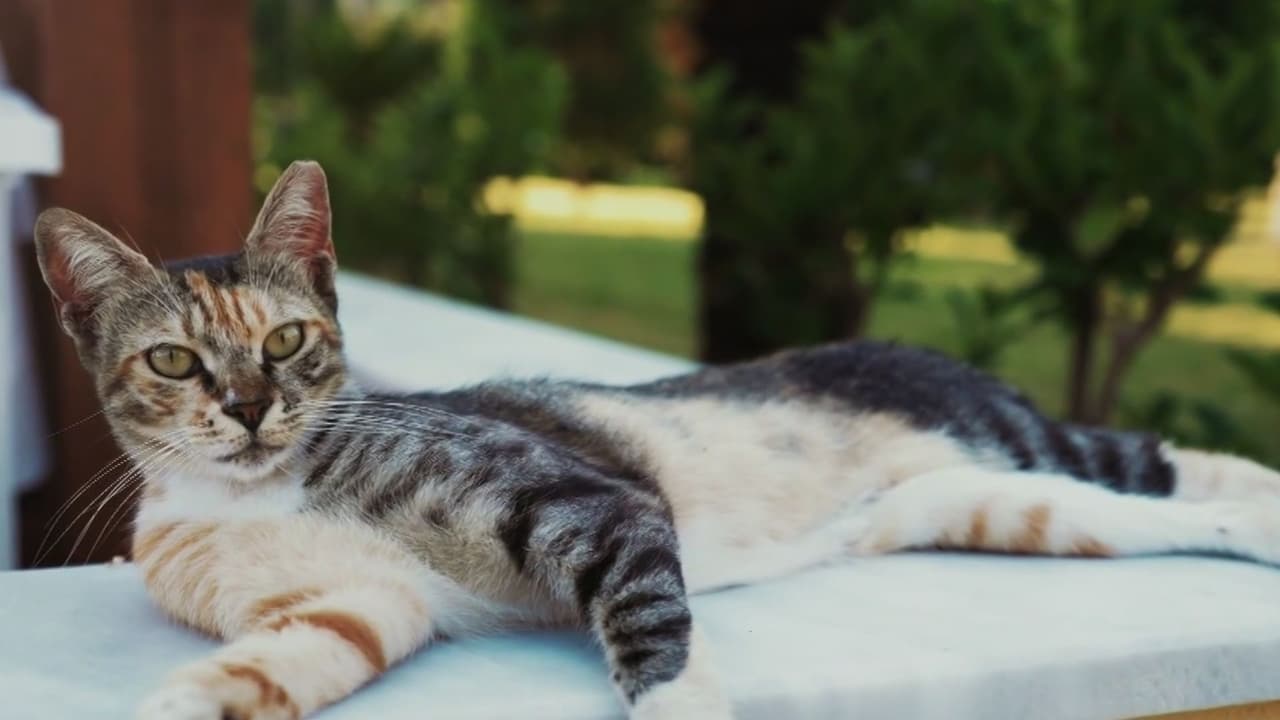 Virus mortal que afecta a gatos genera alerta en el sur de Florida: causa vomito y diarrea