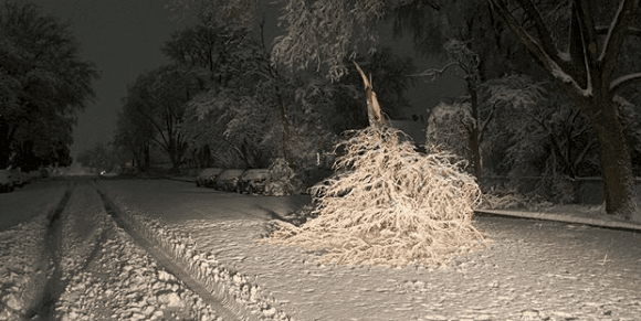 Durante la noche se reportaron caídas de árboles. Puedes llamar al 661-822-2200 si ves ramas o árboles caídos.