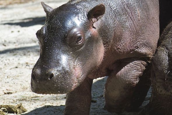 Esta adorable cría nació en el zoológico de la capital mexicana el pasado 25 de febrero y acaba de ser presentado en público. Mira todos los detalles.