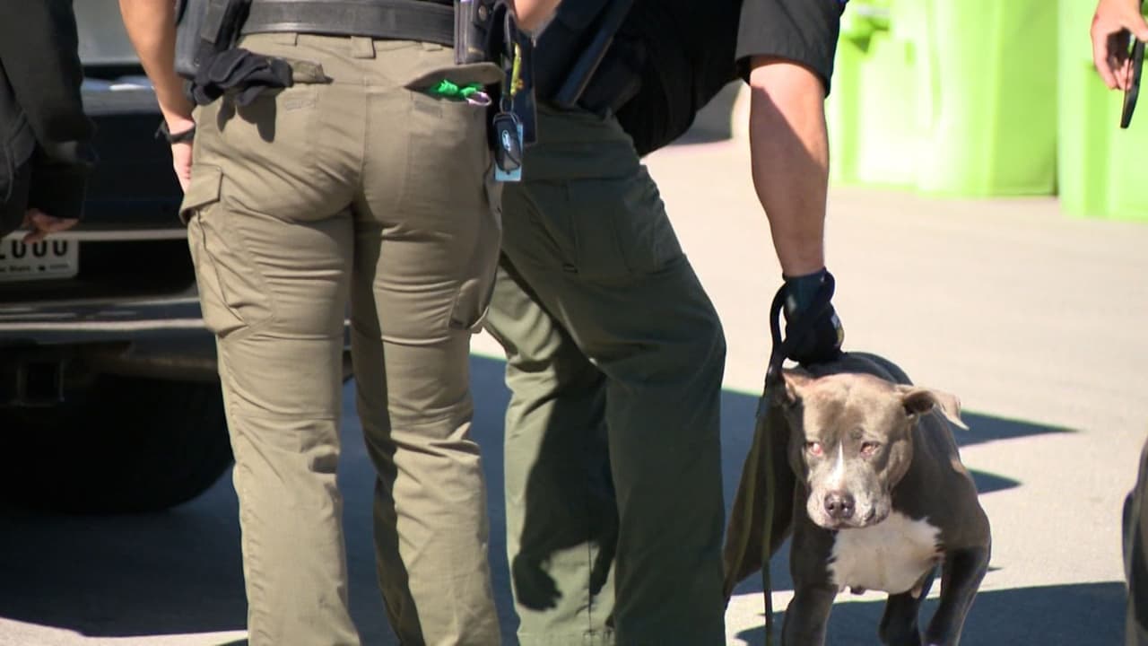 Dos ataques de perros pitbull en San Antonio: en uno de ellos, policías les disparan