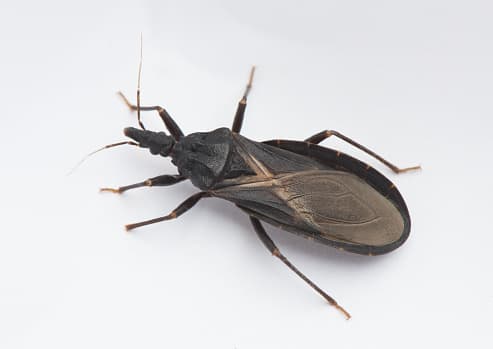 Investigadores en Texas advierten sobre insectos que causan enfermedad de Chagas