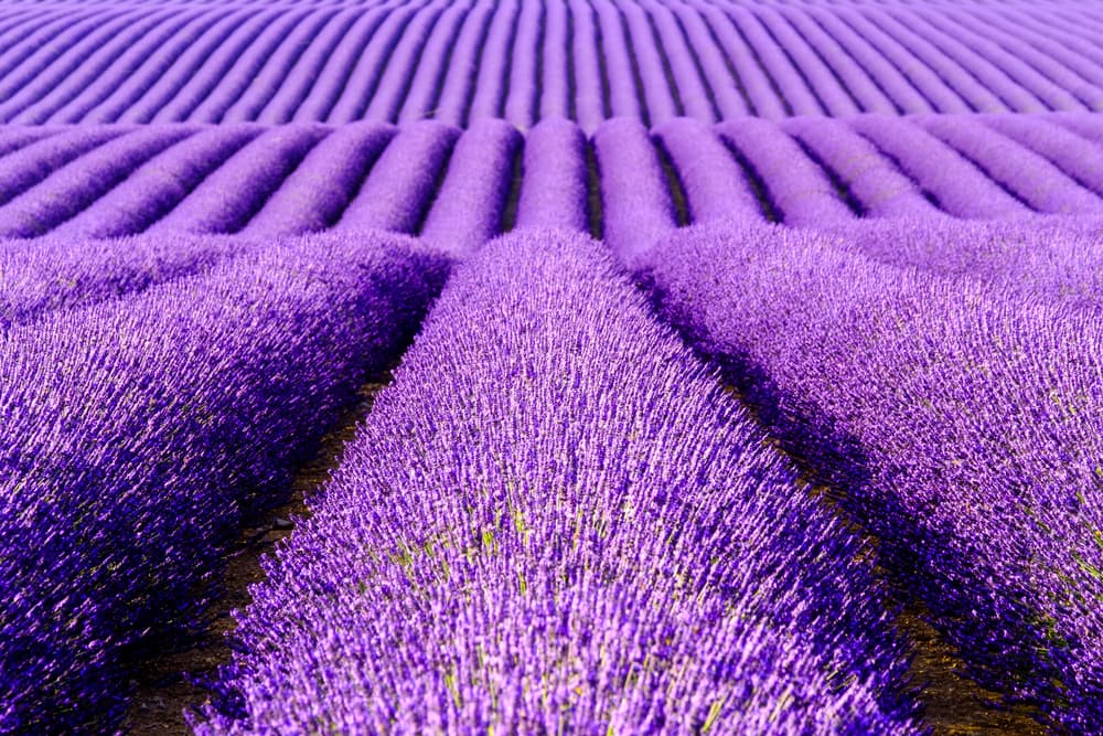 Uno de los usos más comunes del aceite de lavanda es para la ansiedad prolongada, el nerviosismo crónico y el alivio de síntomas físicos inducidos por un exceso de estrés tales como dolores de cabeza, migraña persistente, palpitaciones cardíacas y trastornos del sueño como el insomnio.