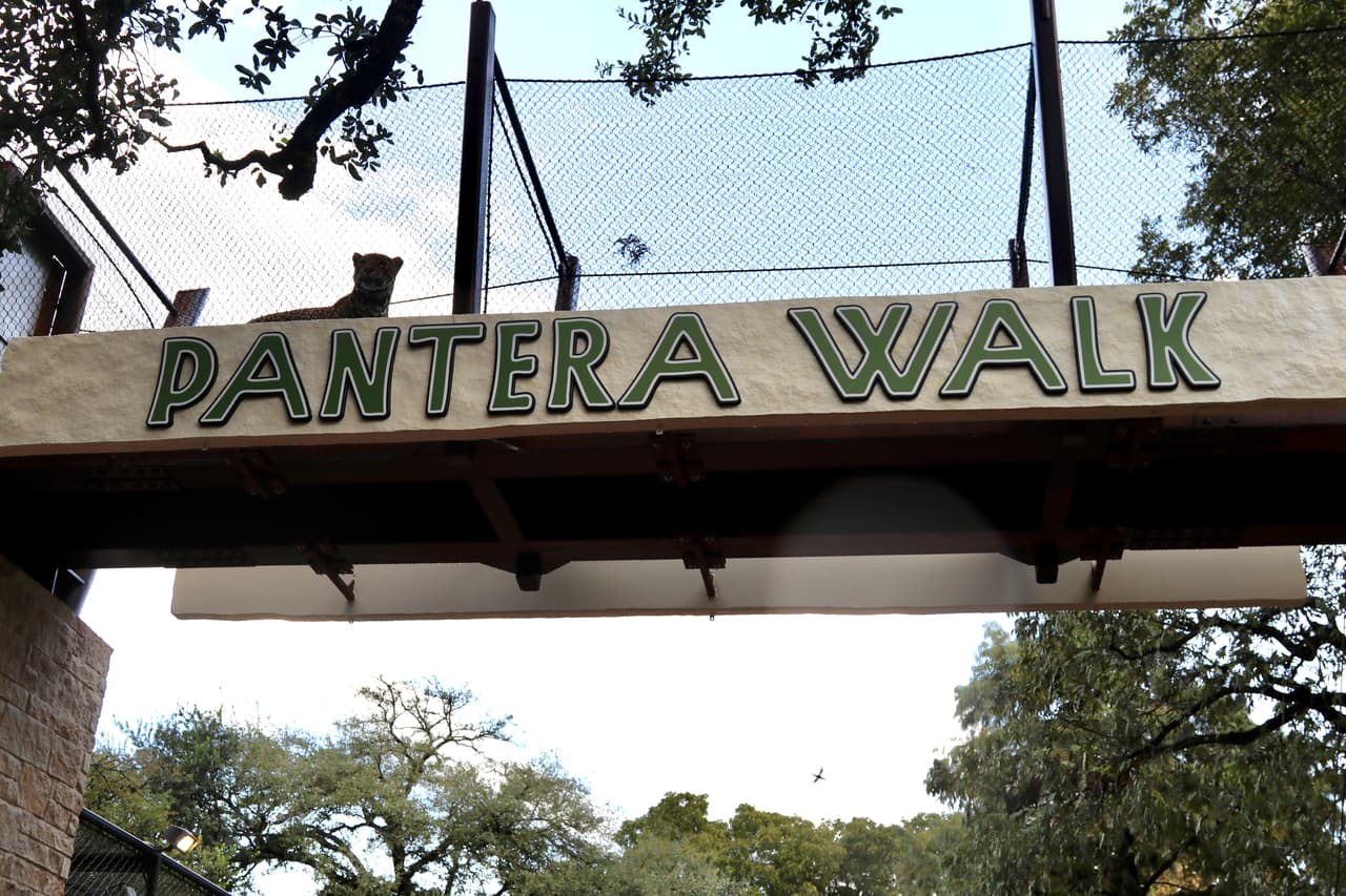 Se trata del 
<b><a href="https://sazoo.org/" target="_blank">Pantera Sky Walk</a>. </b> Es el primero de su tipo en un zoológico de Estados Unidos.