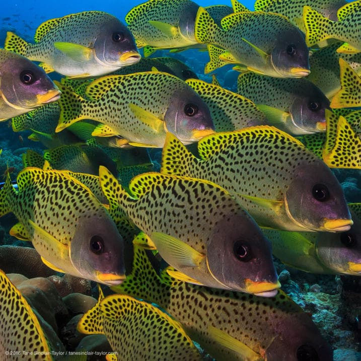 According to the authors, this discovery proves that humans can live alongside these delicate systems without harming marine biodiversity. In the picture, a school of 'Plectorhinchus gaterinus' on a reef in the Western Indian Ocean.