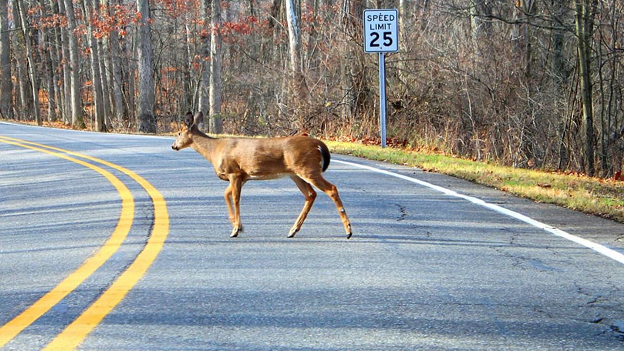 Temporada de ciervos en Georgia: esto es lo que debe saber para evitar accidentes