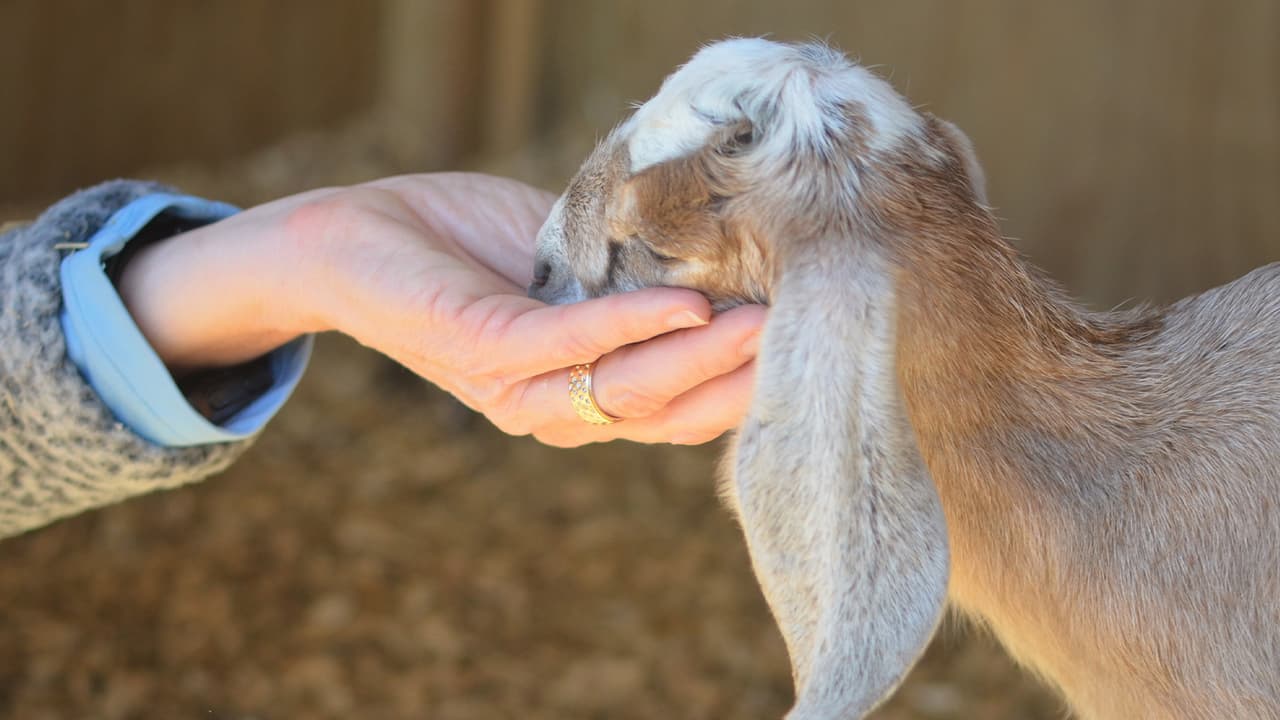 “Necesitamos ayuda para elegirles un nombre”, indica SPCA
