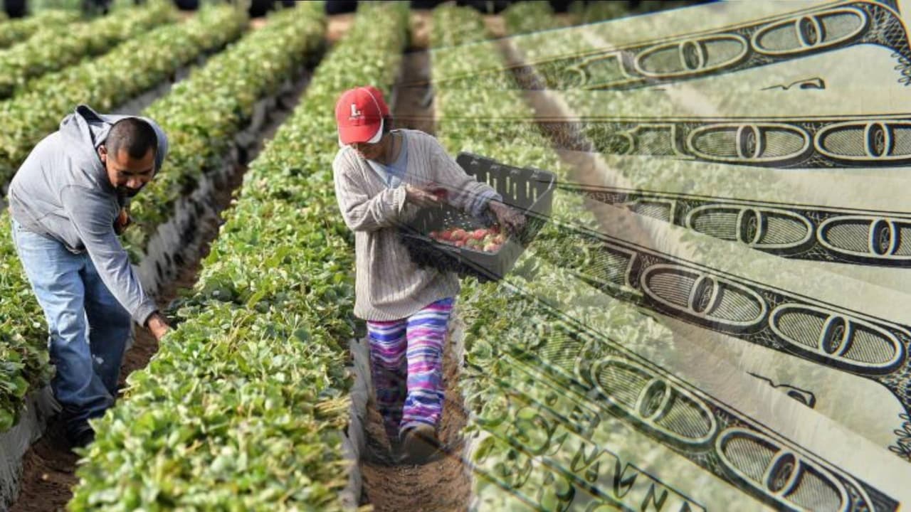 Pagos de $600 en efectivo para trabajadores agrícolas de California: mira cómo aplicar