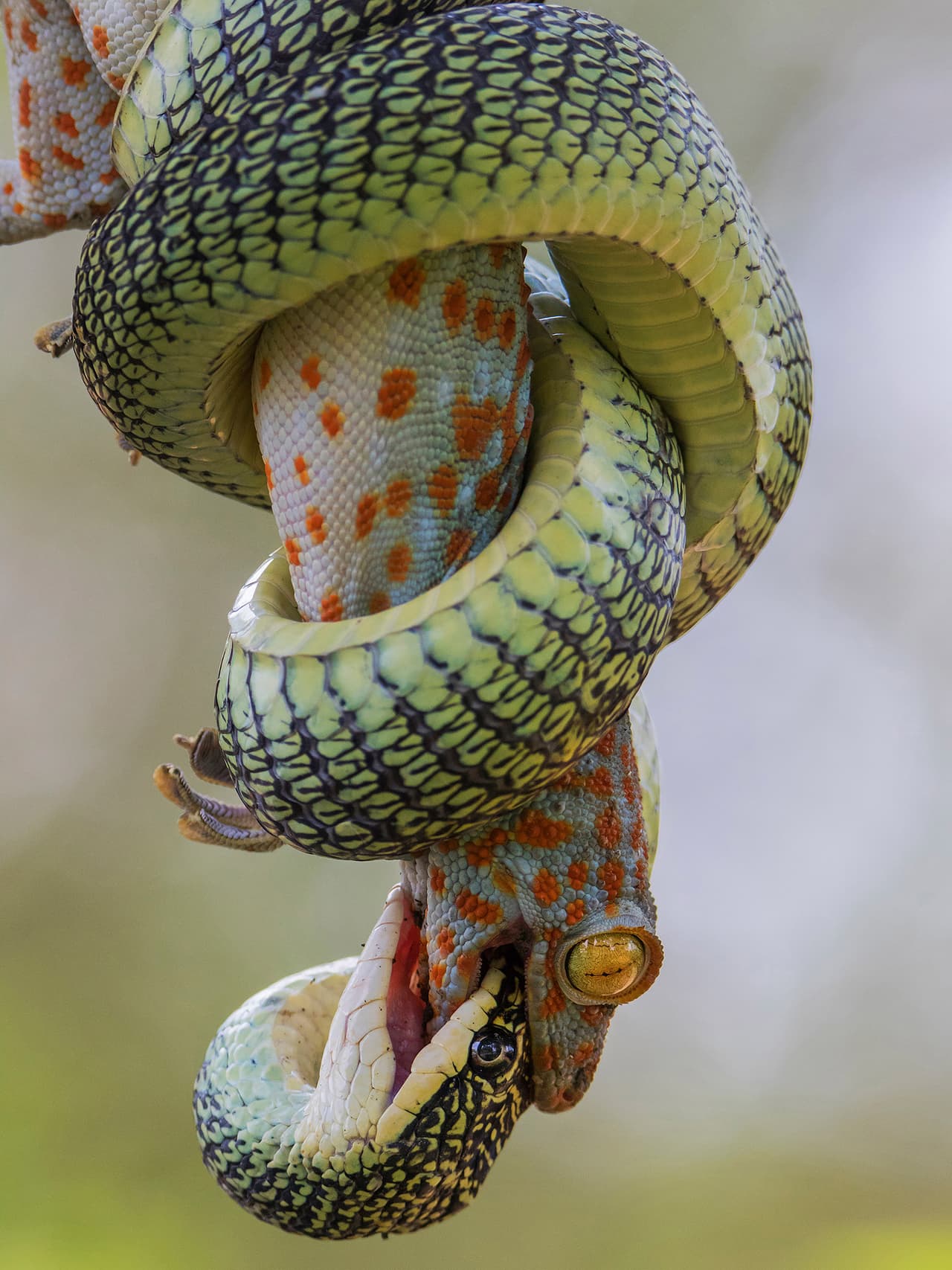 <b>‘Un mordisco para sobrevivir’</b>
<br>
<br>“Un tokay gecko se defiende a pesar de estar abrazado y sujeto con la mandíbula de una serpiente dorada de árbol”, explica el concurso sobre esta foto finalista tomada en Bangkok, Tailandia.