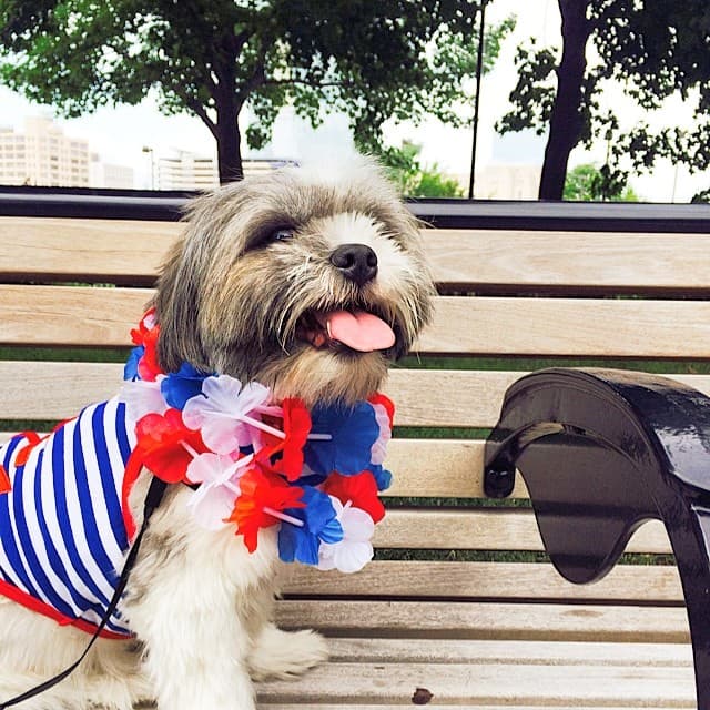 Consejos para mantener seguras a las mascotas durante los fuegos artificiales