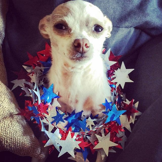 Consejos para mantener seguras a las mascotas durante los fuegos artificiales