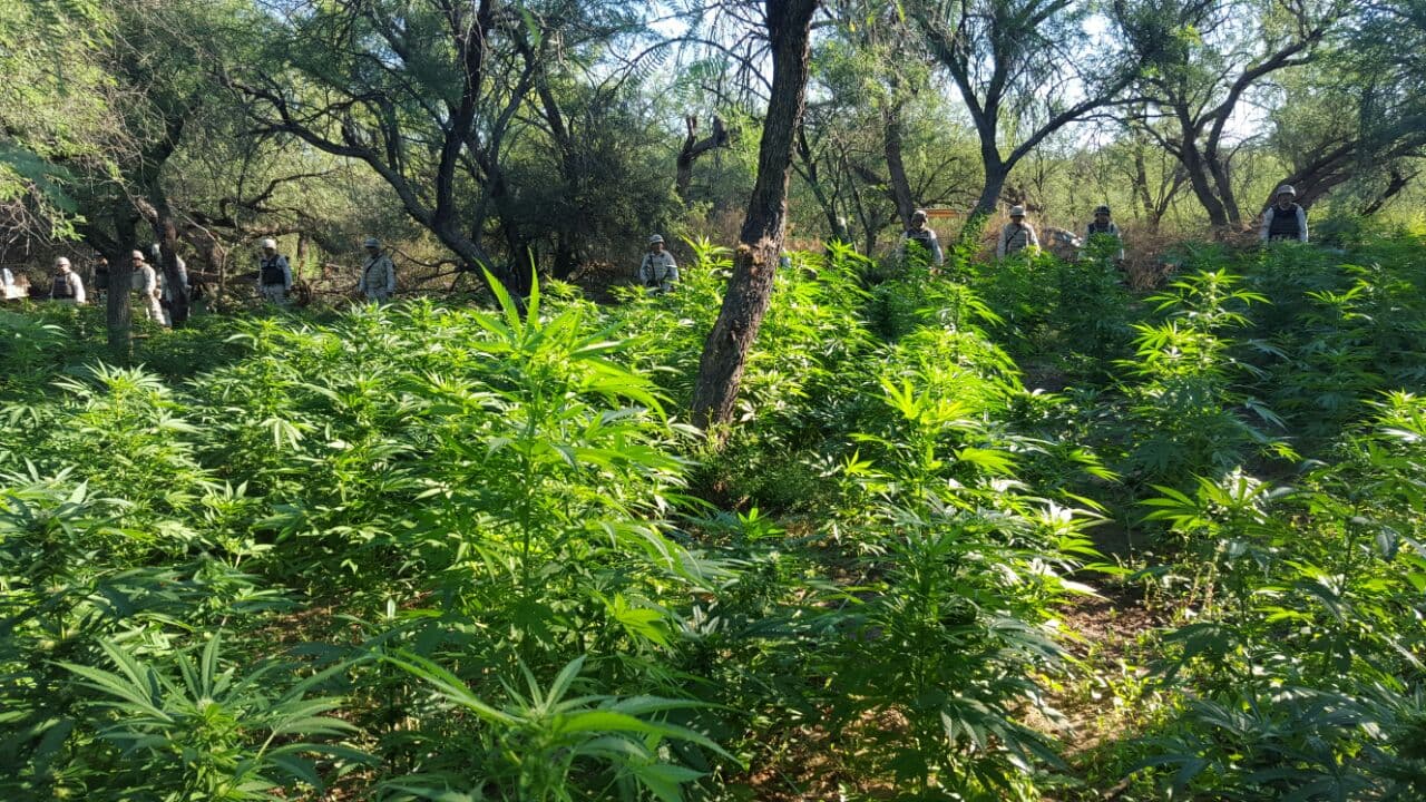 Las tres plantaciones halladas fueron destruidas, con lo que dicen las autoridades que le dan un duro golpe a las actividades ilícitas fronterizas.
<br>