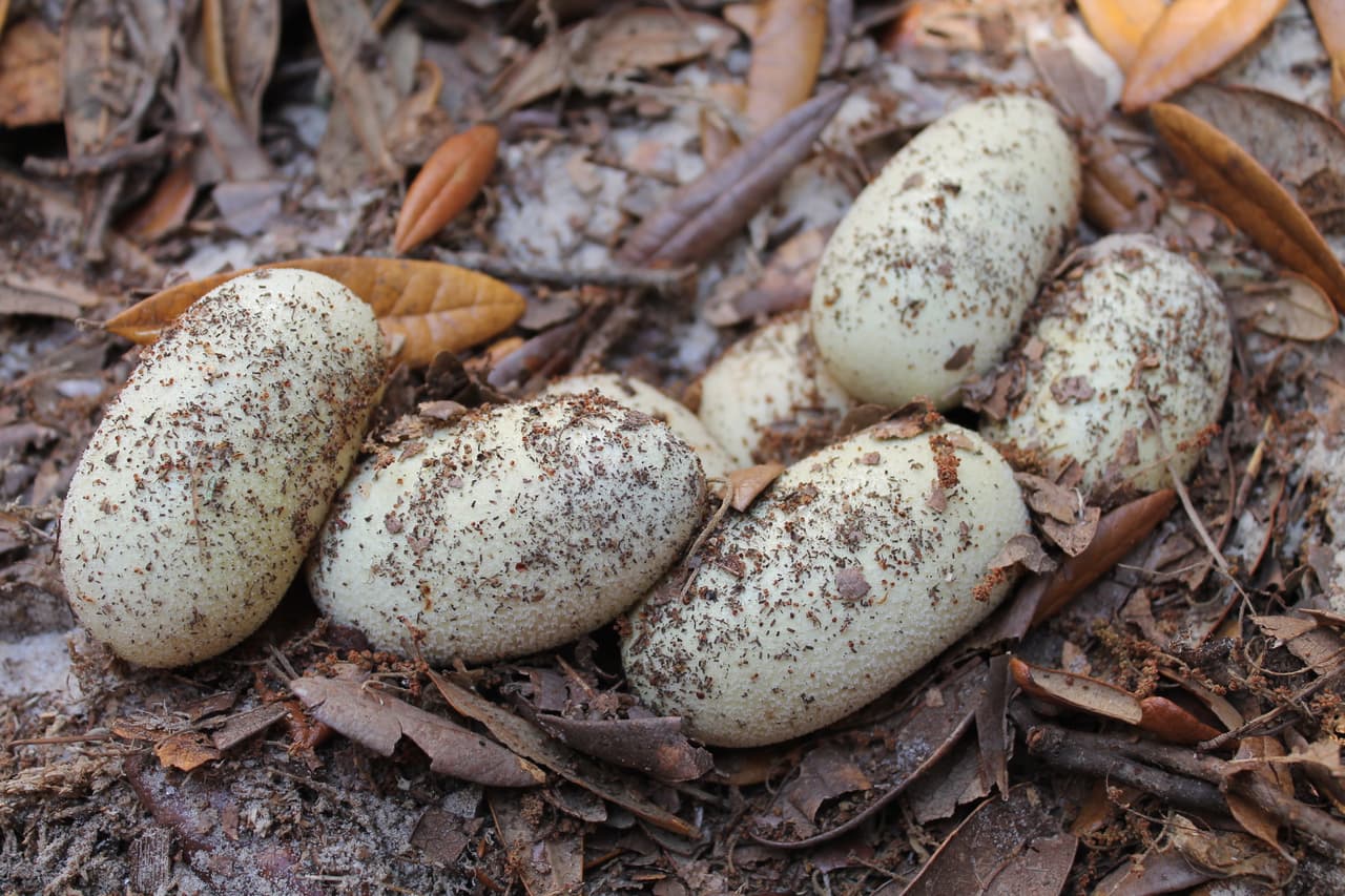 La serpiente índigo forma parte del ecosistema de los bosques de pino de hoja larga. Alguna vez este sistema forestal fue el más extenso en Estados Unidos, representando 90 millones de acres. Ahora se limita tan solo a un estimado de 2.7 millones de acres. Con la reducción del bosque, muchas especies de plantas y animales asociados con él también han disminuido, incluida la serpiente índigo. Esta foto muestra una nidada de huevos de serpiente índigo.