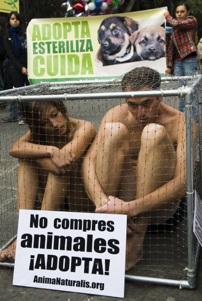 Las cifras oficiales informan que '8 de cada 10 perros vendidos son abandonados por quienes en algún tiempo fueron sus familias. Se estima que tan sólo en el Distrito Federal hay tres millones de perros abandonados que terminarán sus vidas en antirrábicos, refugios o siendo víctimas de la crueldad humana'.
