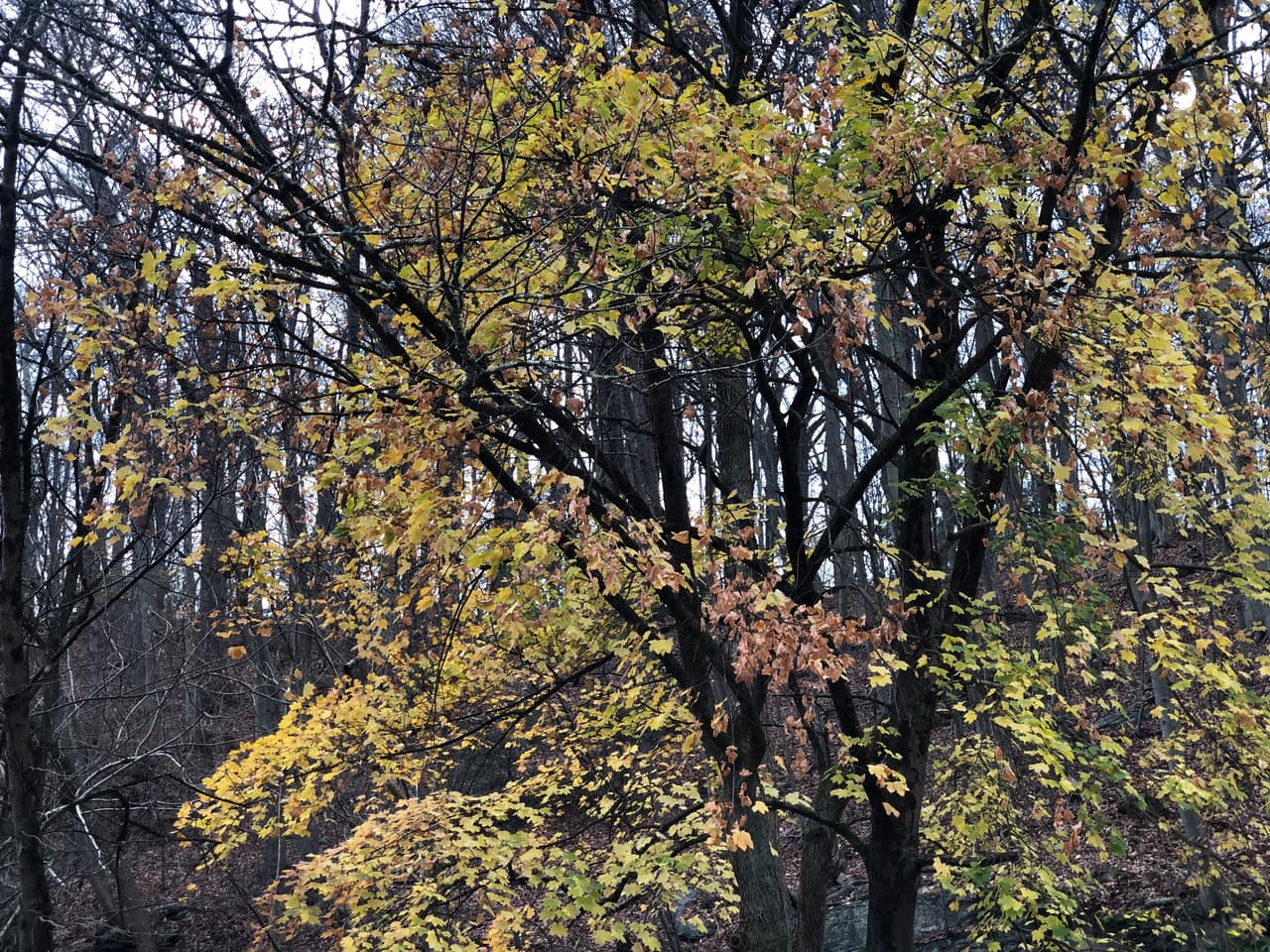 En la época de otoño, es uno de los mejores lugares para observar el cambio de estación. Establecido en 1868 como un parque con el fin de preservar el suministro de agua de la ciudad, el Parque del Valle de Wissahickon es un Monumento Natural Nacional reconocido, y la Garganta de Wissahickon, ubicada dentro del parque, está designada como "Área Importante para la Observación de Aves" por la Sociedad Nacional Audubon.
<br>