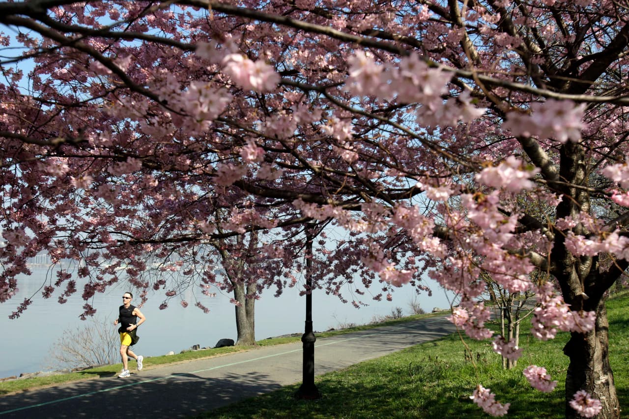 <b>6. Sakura Park y Riverside Park</b>
<br>Estos parques en el Upper West Side 
<b>destacan por sus históricos cerezos japoneses.</b> A principios de abril, los Yoshino florecen, ofreciendo un ambiente tranquilo y pintoresco junto al río Hudson.
