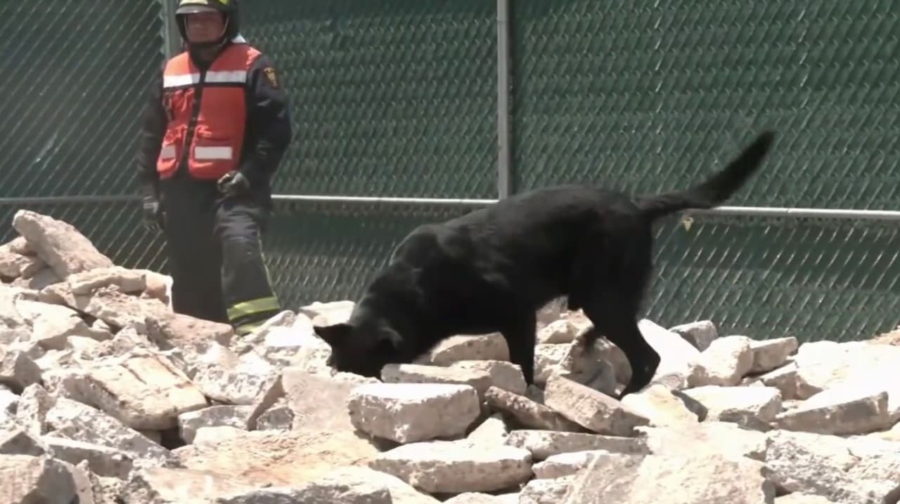Así fue la labor de Togo, el perro bombero que encontró a los fallecidos en un derrumbe de México