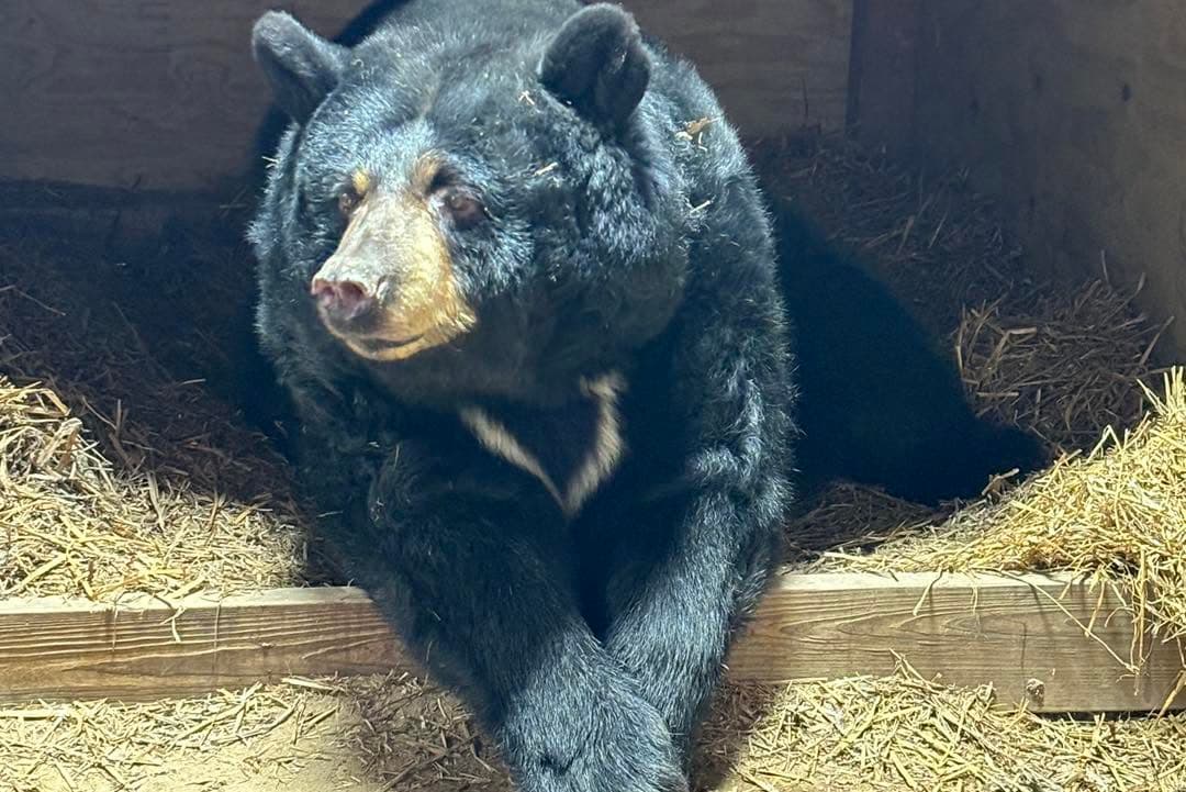 Entre los comentarios estuvo el de 
<b>Millie Patterson</b>, quien le escribió:
<br>"
<i>Querida Odi Bear, ¡la venerable anciana del Santuario! Te echaremos mucho de menos. Yo también estoy muy agradecida de que hayas disfrutado de tantos años de comodidad y sin cemento. </i>Siempre 
<b>la recordaré usando la piscina como si fuera su jacuzzi</b>, relajándose en el agua, el sol y la brisa. Lamento mucho su fallecimiento y envío mis condolencias a los cuidadores que la amaron y cuidaron"
<i>.</i>