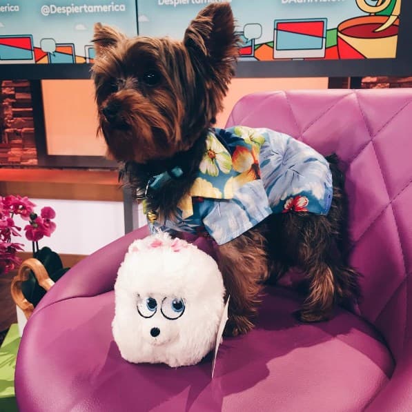 Tobi tiene muchos juguetes pero el que más le gusta es el peluche de Gidget, la admiradora secreta de Max de la película "La vida secreta de las mascotas".