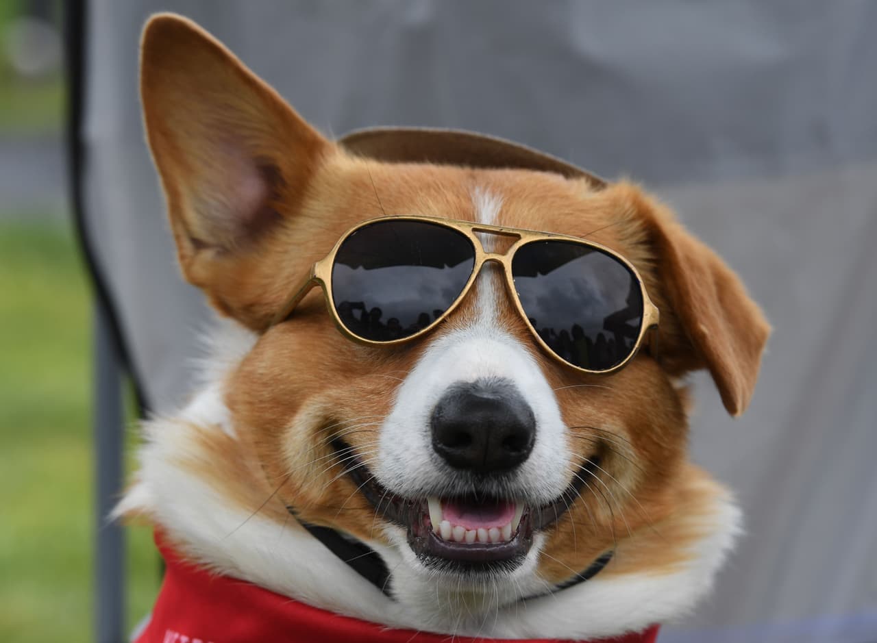 El Corgi galés de Pembroke (en inglés Welsh Pembroke Corgi) es una raza de Gran Bretaña.