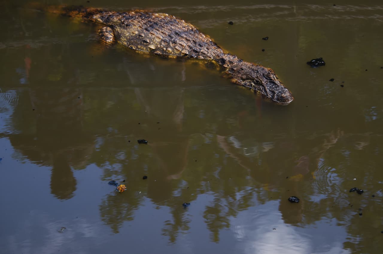 Autoridades buscan identificar cadáver parcialmente comido por caimanes