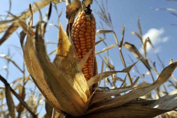 A saber de los campesinos lo que el gobierno quiere evitar es lo que pasó con el cultivo de soja transgénica.