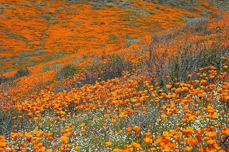 California sería escenario de una superfloración en primavera