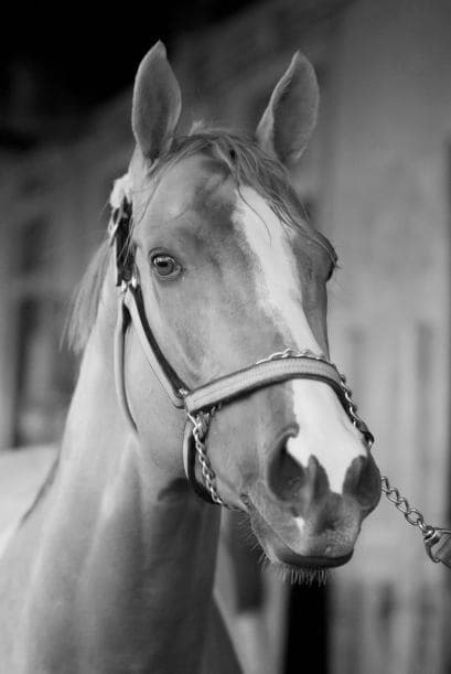 Nick Zito, entrenador miembro del Salón de la Fama, dijo que el último cuarto de milla del Belmont será el más complicado para California Chrome, ya que nunca ha recorrido una distancia tan larga.