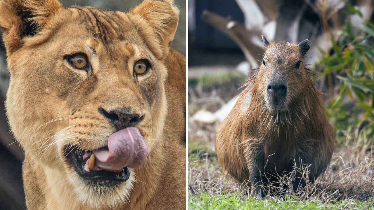 <h3 class="cms-H3-H3">Dónde está y cómo llegar 📍</h3> 
<b>Dirección:</b> Dallas Zoo, 
<a href="https://share.google/bRiZDDy1BtvSDsT5C" target="_blank">650 S. R. L. Thornton Freeway, Dallas</a>
<br>
<b>📞 Teléfono:</b> 469-554-7500.
<br>
<b>Si vas en auto</b>, toma la I-35E (R. L. Thornton Fwy) y sigue las señales hasta la entrada principal.
<br>
<b>Si prefieres transporte público</b>, 
<a href="https://www.dart.org/" target="_blank">DART (Red Line) </a>te deja justo en la estación Dallas Zoo, a unos pasos del acceso principal.