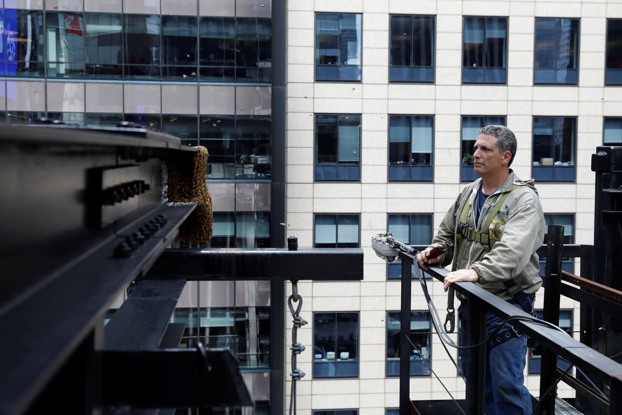 Resguardado por sogas, Andrew Cote primero examinó el panal que había ido creciendo en las vigas del rascacielos. (Lucas Jackson/Reuters)