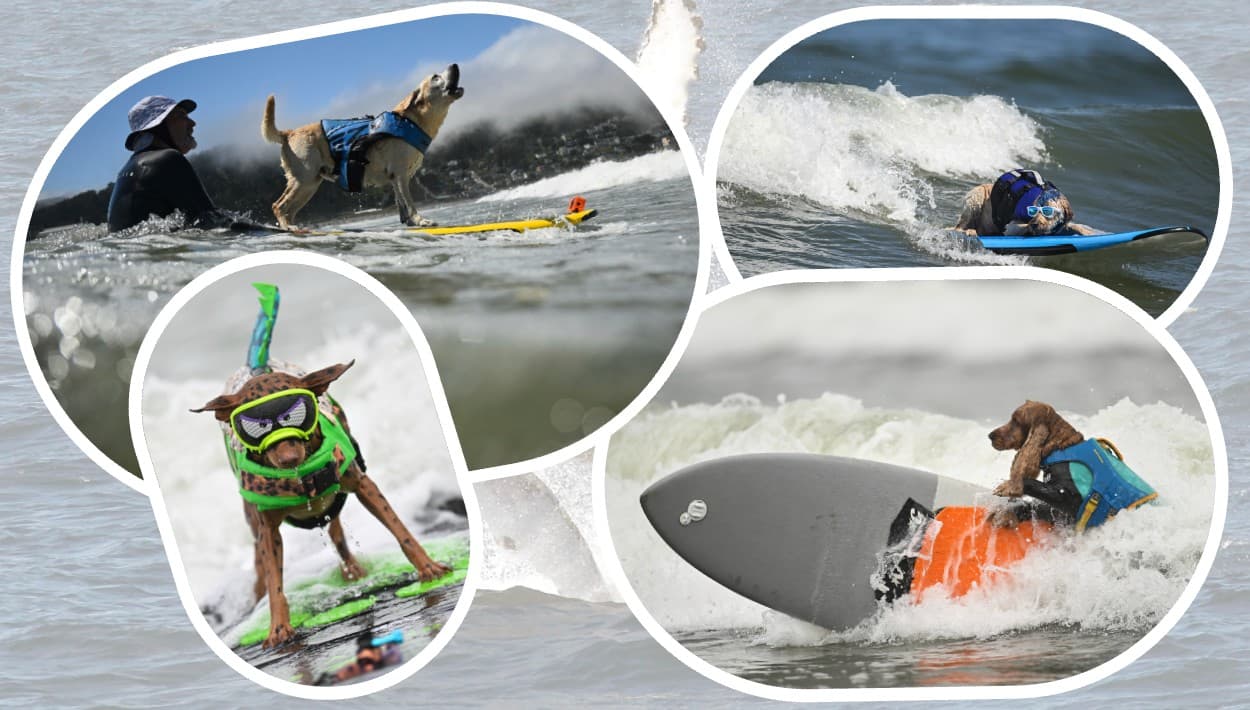 Competencia de perros surfistas cautiva más público que un show de ballenas en Pacífica