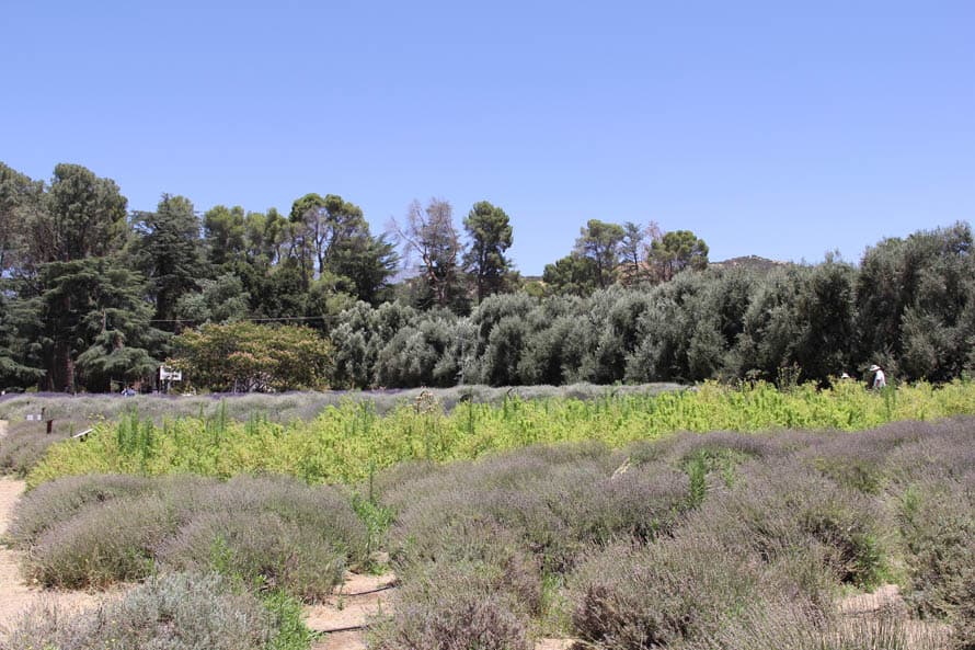 Recuerda, son 20 acres repletos de arbustos aromáticos y coloridos. Para disfrutarlos al máximo recomendamos vestir ropa muy cómoda y zapatos deportivos para caminar.