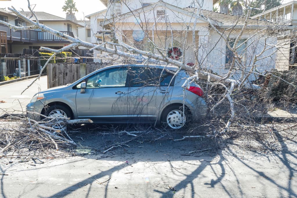 Los fuertes vientos tumbaron árboles sobre autos de residentes en Monterey, que este domingo tendrían que buscar piezas de respuesto, estados los vidrios entre las más necesitadas.