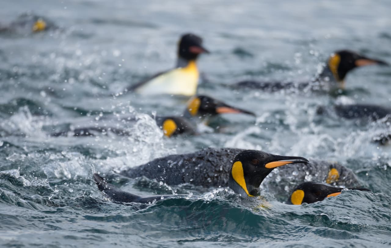 Hace 20,000 años, esta especie ya logró sobrevivir a otros grandes cambios medioambientales. Por ello, se cree que podrían ser "capaces de explorar eficazmente el océano Austral para localizar y colonizar mejores refugios", según Trucchi, de la universidad italiana de Ferrara.